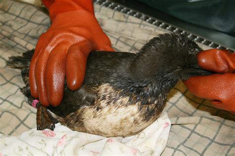 Oiled Birds From Natural Seep Flood International Bird Rescue