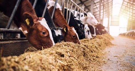 High Oleic Soybeans A Protein Consideration For Lactating Dairy Cattle Rations Hubbard Feeds