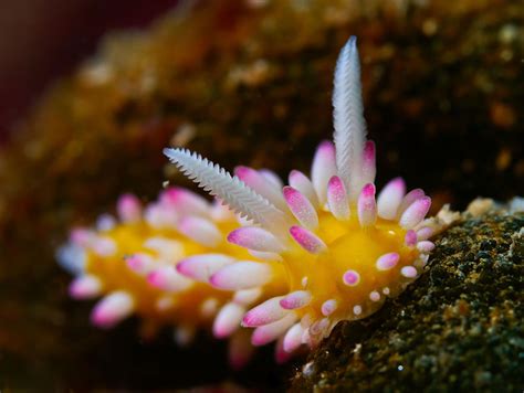 Most Colorful Sea Slugs On Earth Great Inspire