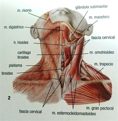 Musculos Cuello Anatomia Musculos Atlas De Anatomía Anatomía Humana