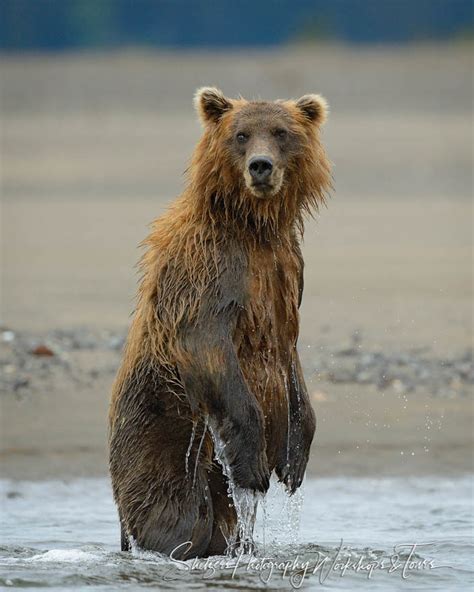 Wet Grizzly Bear Stands In Water Shetzers Photography