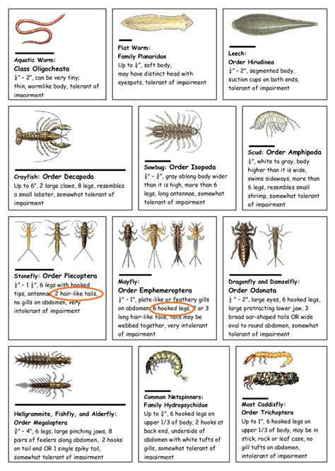 1 Snippet From A Bug Identification Chart From Virginia Save Our