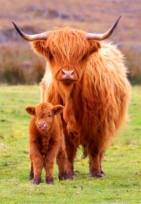 M242 Highland Cow And Calf Michael Macgregor