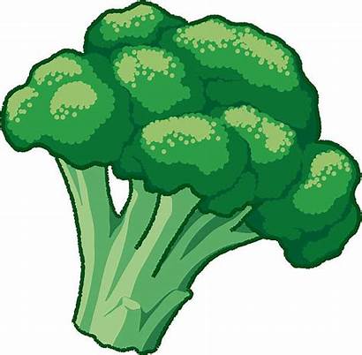 Broccoli Clipart Vector Clip Brokkoli Illustrations Cauliflower
