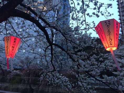 Pin By Thanh On Those Strange Cherry Blossom Blossom Neon Signs