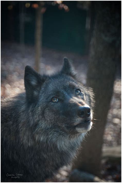 Wnc Nature Center Asheville Photography Wolf Pictures Beautiful