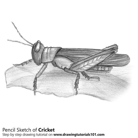 • Cricket With Pencils