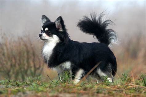 Long Haired Chihuahua A Cute Little Furry Friend