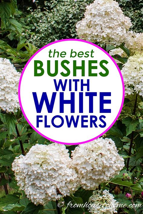 White Flowering Shrubs 20 Of The Best Varieties For Your Garden