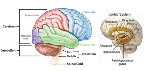 Anatomi Otak Fungsi Struktur Gambar Kecil Cara Kerja