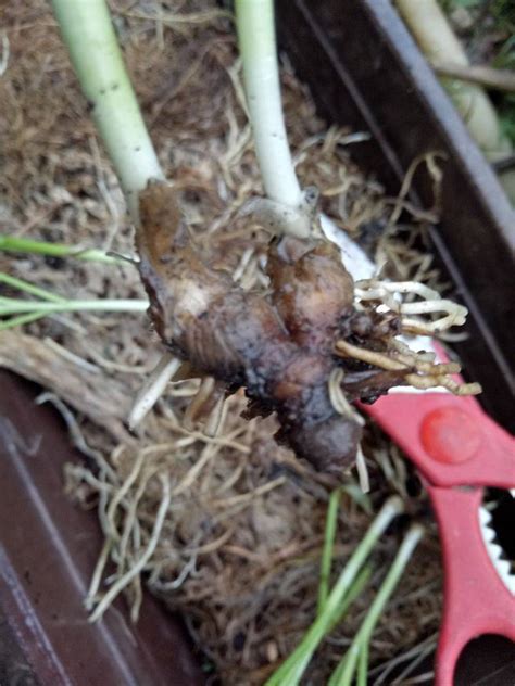 Mudahnya tanam ubi keledek dalam pasu. Begini Caranya Teknik 'Re-Plant' Pokok Kucai Tumbuh 'Sarat ...