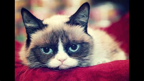 The Most Cute Grumpy Cat Has Naturally Round Face Must See Youtube
