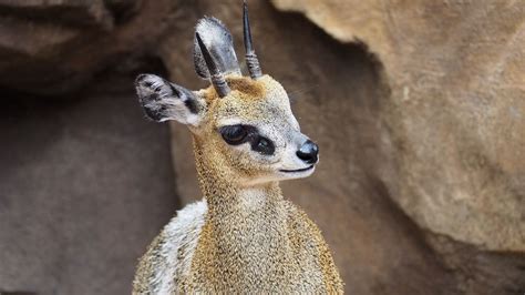 Klipspringer Antelope Cute Baby Animals Baby Animals Cute Animals
