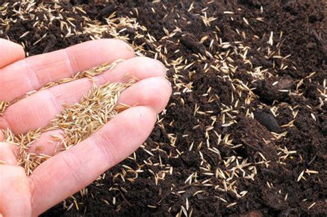 Biology Of Grass Seed Germination Steps Of Seed Germination