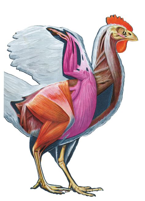 Rectangle Chicken Anatomy Animation Background Animals