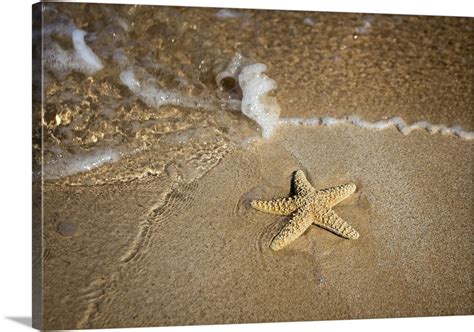 Close Up Of A Starfish And Wave On A Beach Maui Hawaii United States