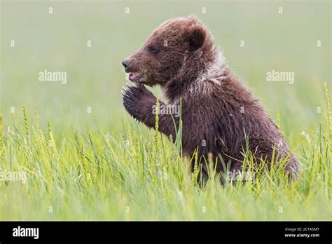 Usa Alaska Lake Clark National Park And Preserve Brown Bear Cub