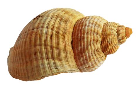 Shell Png Picture Png All