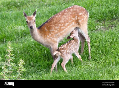A Mother Sika Deer Nursing Her Young Fawn Mother And Baby In Spring