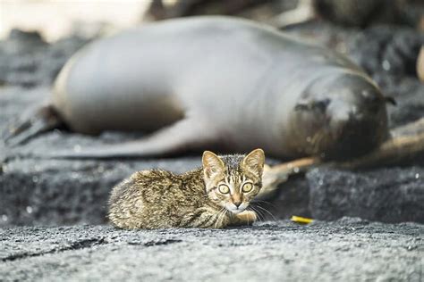 Feral Kitten With Sleeping Galapagos Sea Lion Available As Framed