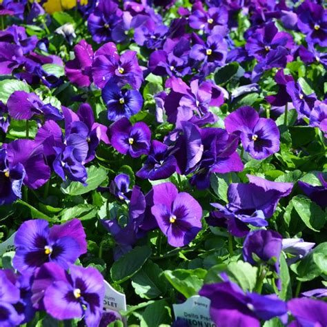 Pansy Delta Neon Violet Moss Greenhouses