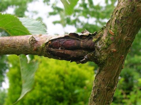 11 Cherry Tree Diseases And How To Treat Them Rhythm Of The Home