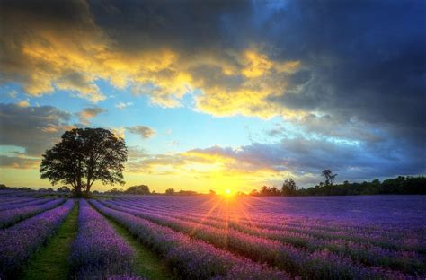 Stunning Atmospheric Sunset Over Vibrant Lavender Fields Photograph By