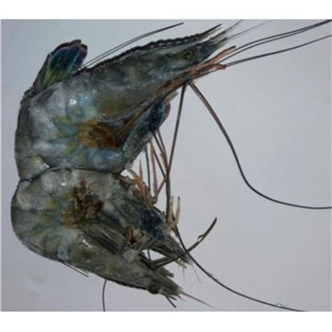 Camarão Azul é Comestível