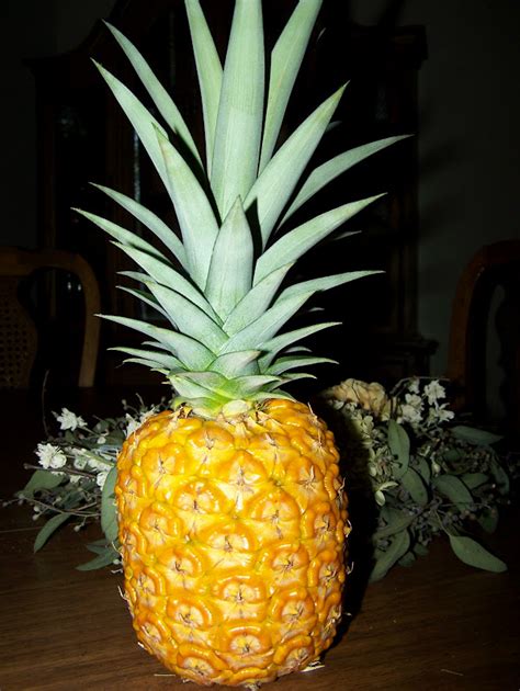 My Homegrown Pineapple