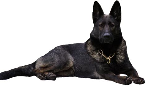 German Shepherd Dog Png Hd Image Png All Png All