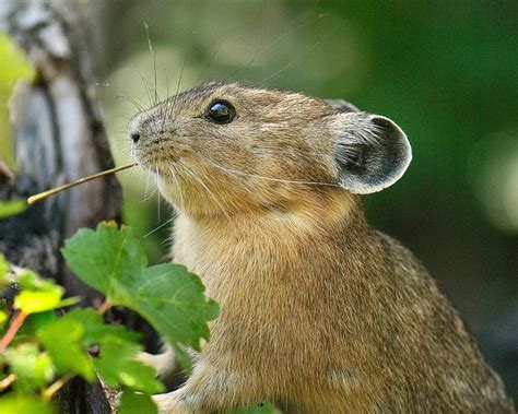 Alert American Pikas Are Disappearing And Climate Change Is To Blame