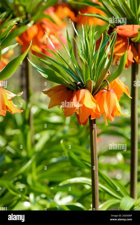 Fritillaria Imperialis Sunrise Crown Imperial Sunrise Bright