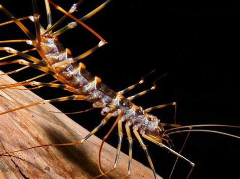 Long Legged Centipedes Order Scutigeromorpha · Inaturalist