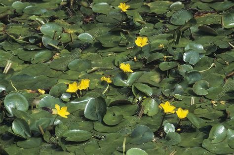 Fringed Water Lily Nymphoides Peltata Stock Image B5700511