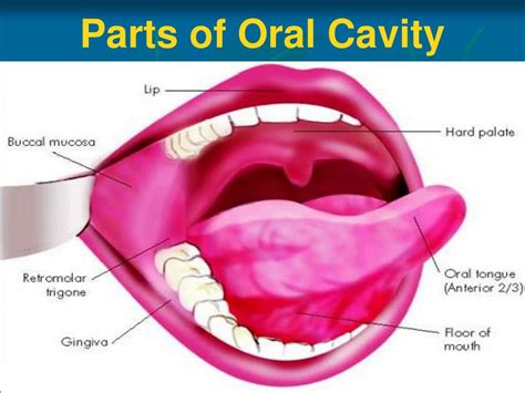 Lips Anatomy Ppt Lipstutorial Org