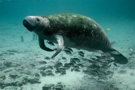 Free Images Water Ocean Diving Wildlife Underwater Aquatic