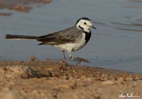 White Wagtail Western Sahara Ii Bird Images From Foreign Trips