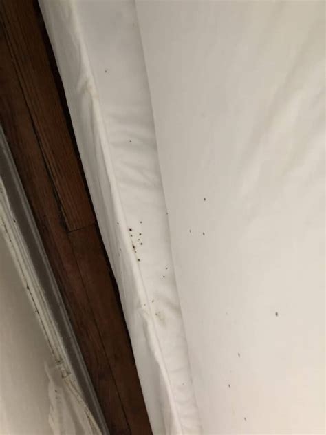 What Do Bed Bug Droppings Look Like