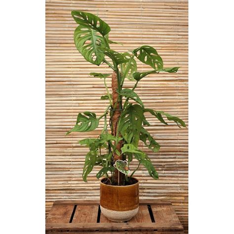 2x coir moss pole extension plants support home garden totem stick household. Monstera obliqua 'Monkey Mask' on Moss Pole - Indoor ...