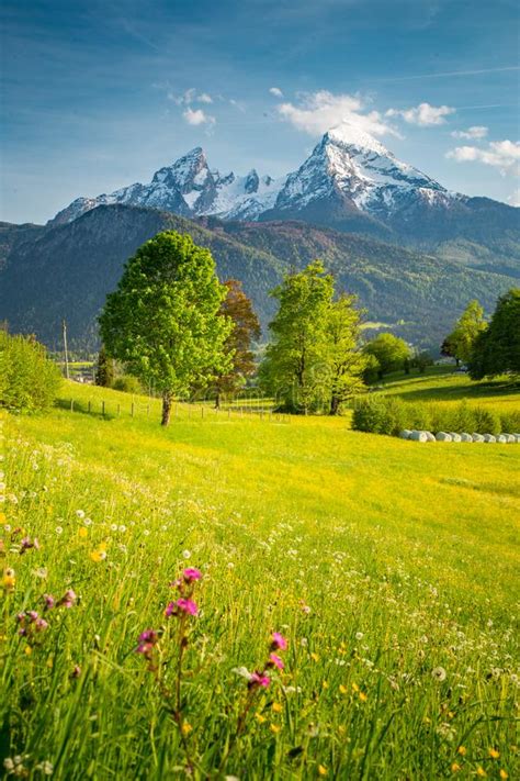Beautiful Blooming Mountain Flowers In Snowcapped Alps In Spring Stock