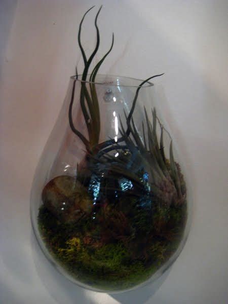 Sprout Home Chicago Recycled Glass Bubble Wall Terrarium