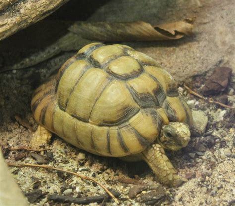 Egyptian Tortoise Zoochat