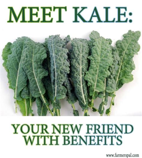 It also provides 0.9 grams of carbohydrate, 0.6 grams of carbs kale and other dark green vegetables provide great nutritional benefits for very few calories. Killing the Myths: Kale Isn't Bad For You & It Won't Kill ...