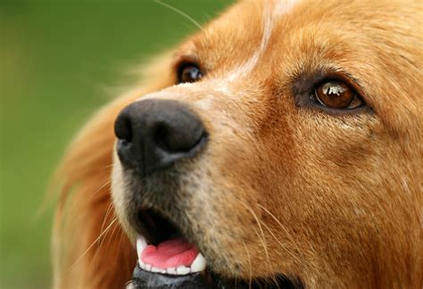 무료 이미지 전망 강아지 매크로 닫다 피난처 코 눈 구레나룻 골든 리트리버 주둥이 척골가 있는 Views