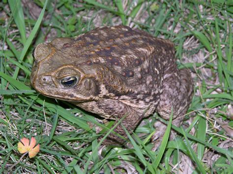 What To Do If You See A Poisonous Bufo Toad Near Your Property Wlrn