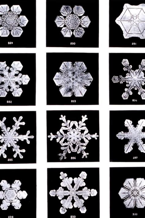 The First Snowflake Photographer Wilson Bentley Snowflake Photos