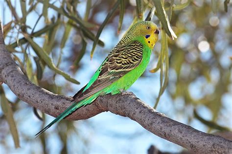 Top 15 Most Beautiful Birds Found In Australia