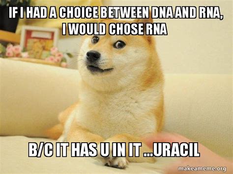 If I Had A Choice Between Dna And Rna I Would Chose Rna Bc It Has U