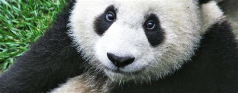 Giant Pandas Removed From The Endangered Species List In Huge