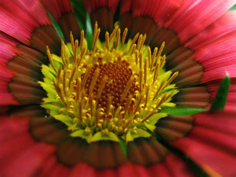 Macro Flower Free Photo Download Freeimages